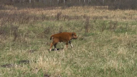 Small young bison just figuring out how to walk through the grass. Stock Footage 154478873