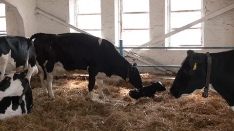 Small young calf with black and white fur at cow farm. Video stock 256482893