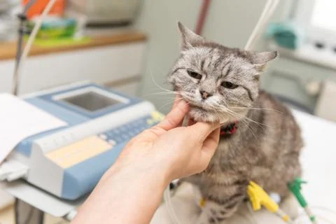 Small, young cat sitting on a table in a veterinary office during medical Stock Photos