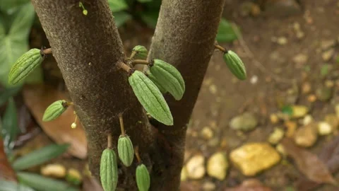 Small young cocoa pod on cacao tree Stock Footage