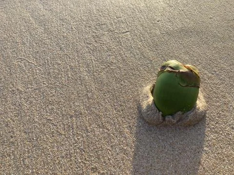 Small young coconut on the smooth sandy beach where the evening sun shines Stock Photos