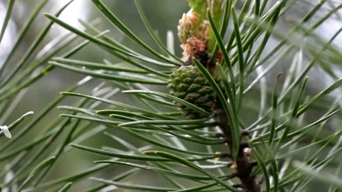 Small young cones during the flowering period of a pine tree, close-up. Stock Footage 133042484
