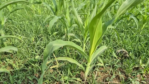 Small Young Corn Plants Growing in Field Infested with Wild Grass 動画素材 337023639