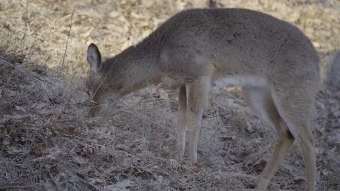Small young deer forages for late winter leaves Stock Footage 73896513