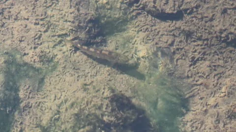 Small young fish swiming and quickly dissapearing Stock Footage 12299764