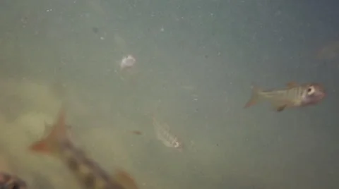 SMALL YOUNG FISH SWIMMING Stock Footage 52310220