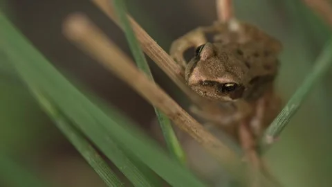 Small young frog sitting hidden in reeds Stock Footage 327850010