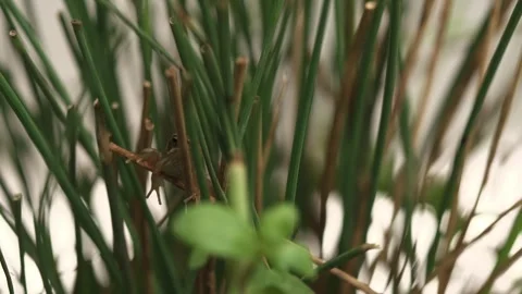 Small young frog sitting hidden in reeds Stock Footage 327850013