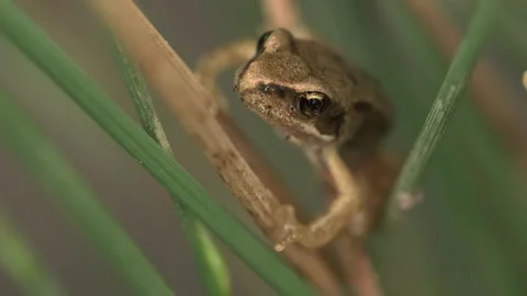 Small young frog sitting hidden in reeds Stock Footage 327850018