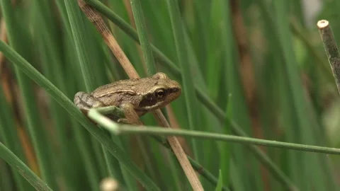 Small young frog sitting hidden in reeds 스톡 동영상 327850021