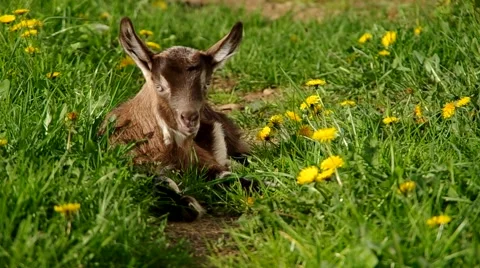 Small a young goat in the grass Stock Footage 65145244