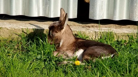 Small a young goat in the grass Stock Footage 72123819
