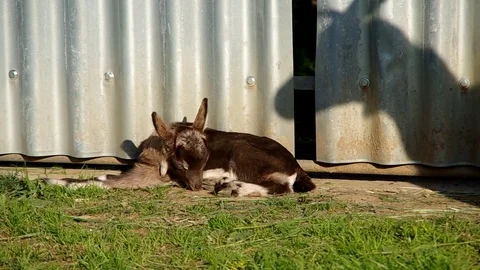 Small a young goat in the grass Stock Footage 72902842