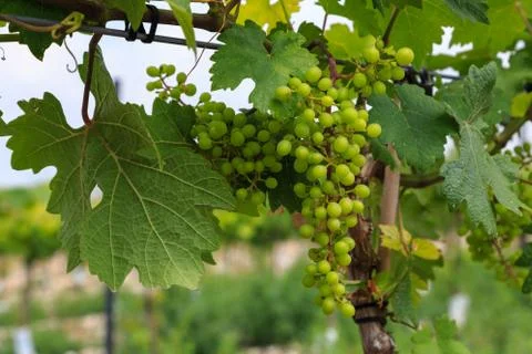 Small young grapes Stock Photos