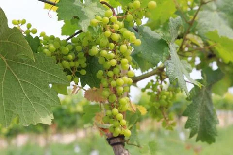 Small young grapes Stock Photos