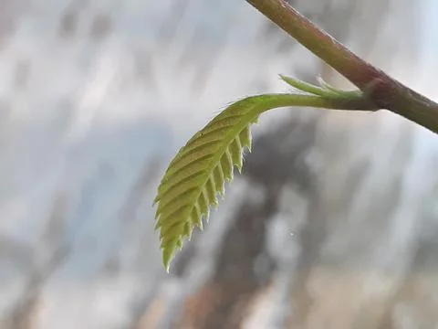 Small young green leaf attached to the tree branch Stock Photos