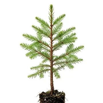 Small young green pine tree sapling with roots Stock Photos