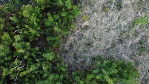 Small young green pine trees and dry grass field Stock Footage 129592481