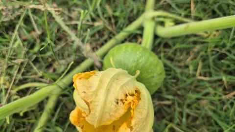 Small Young Green Pumpkin Growing With Yellow Flower Attached 動画素材 337794098