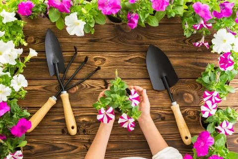 Small young hands holding spring petunias Stock Photos