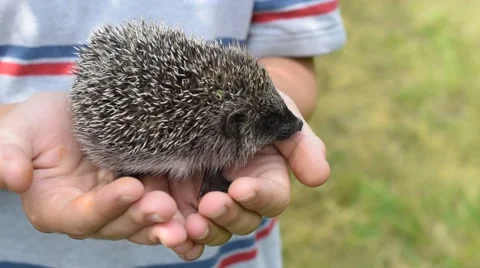 Small young hedgehog in human hands Stock Footage 64946850