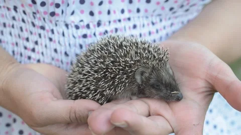 Small young hedgehog moves in human hands Stock Footage 87900862