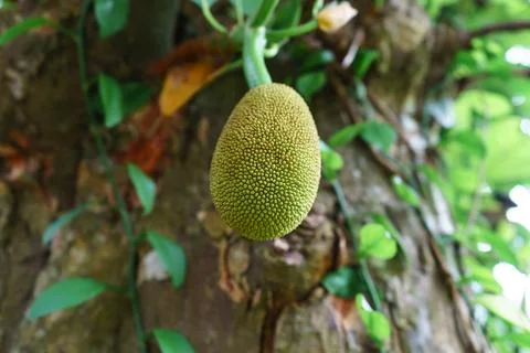 Small young jackfruit growing on a tree bottom up view Stock Photos