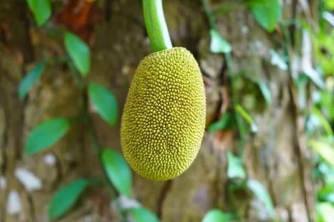 Small young jackfruit growing on a tree Stock Photos