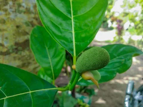 Small young jackfruit growing on a tree branch with green leaves Fotos de archivo