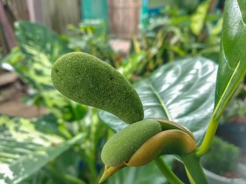 Small young jackfruit growing on a tree branch with green leaves 库存照片