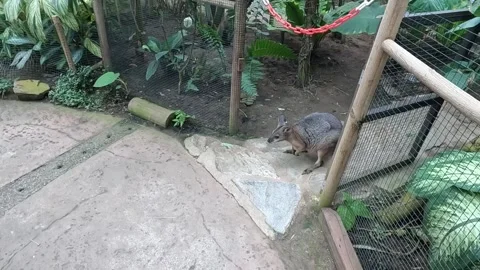 Small young kangaroo coning to small gate Benalmadena Spain Video stock 219881434