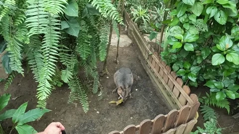Small young kangaroo moving a fallen leaf in fenced enclosure  Benalmadena Video stock 219881395