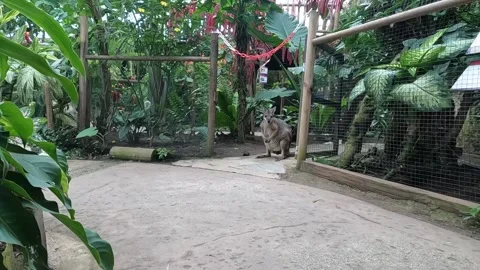 Small young kangaroo sitting at enclosure exit  Benalmadena Spain Video stock 219881472
