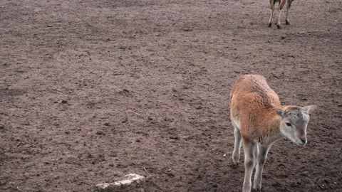 Small young lamb stands alone and eats and runs around, copy paste. Stock Footage 185127984