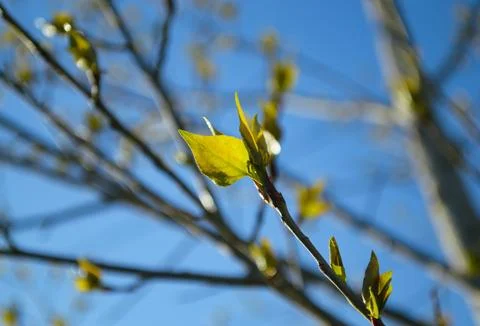 A small young leaf on a tree branch in spring Foto stock
