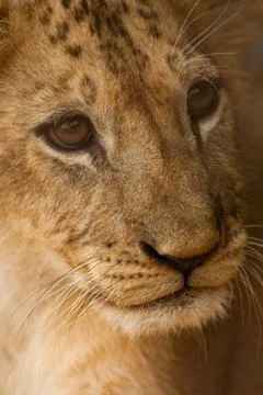 Small young lion Stock Photos