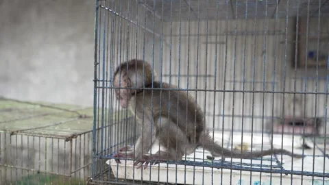 Small young macaque monkey inside a wire cage trapped caged mammal baby wildlife Stock Footage 345159987