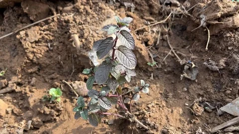 Small young mint plant with dark green and purple leaves growing in dry soil Видео 327857934