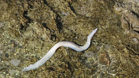 Small young moray eel swims in a coral reef on the shore. Top view 動画素材 228120525