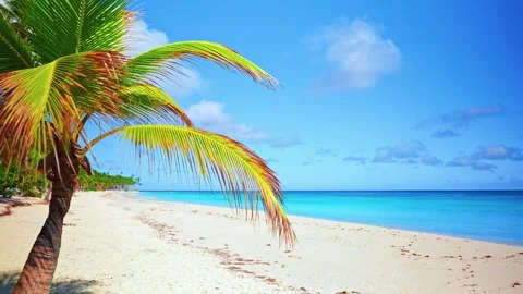 Small young palm tree on sandy beach and blue sky of Thailand. Stock Footage 297450022