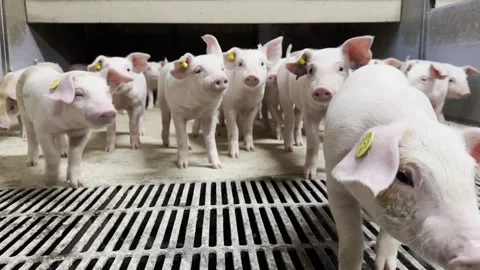 Small Young Piglets on Slatted Floor Stock-Footage 335477732