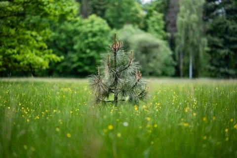 Small young pine tree growing in the middle of a meadow with yellow flowers Foto stock