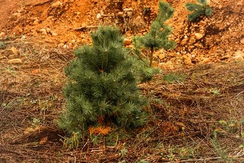 Small Young Pine Tree Growing in Sandy Ground Stock Photos