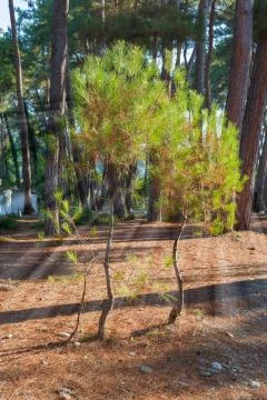 Small young pine tree Stock Photos