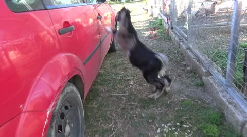 A small young playful goat is jumping and running on the roof of a red car. Vídeo Stock 58863380