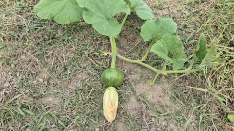 Small Young Pumpkin Developing with Blossom on Green Grass Patch 스톡 동영상 337152300
