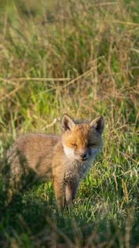 Small Young Red Fox (Vulpes vulpes) Stock Photos