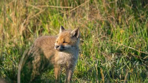 Small Young Red Fox (Vulpes vulpes) resting Stock Photos