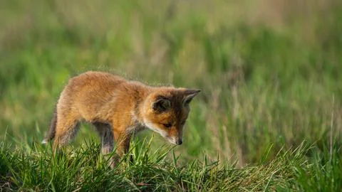 Small Young Red Fox (Vulpes vulpes) looking for a food Stock Photos