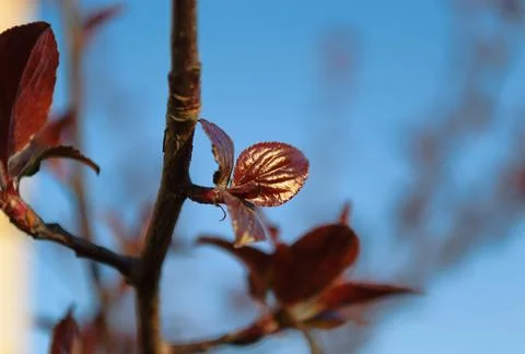A small young red leaf on a branch of the plant Stock Photos